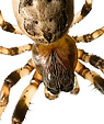 [Zygiella 1] - zygiella, spider, macro